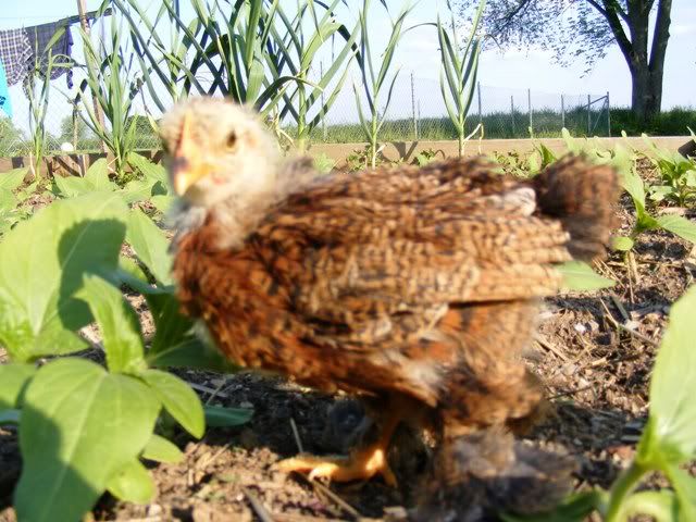 Chicksandothers015.jpg