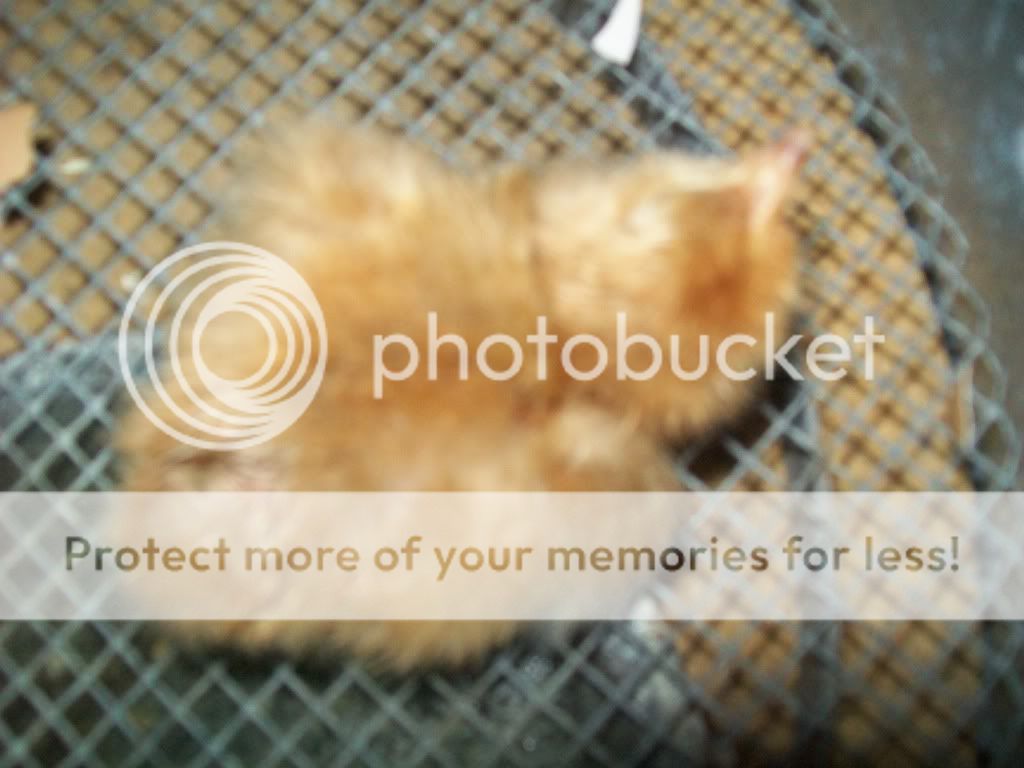 ChickPicks001.jpg