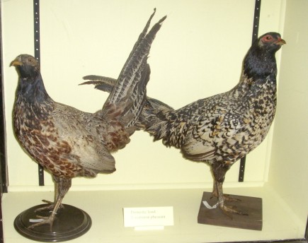 pheasant-chicken.jpg