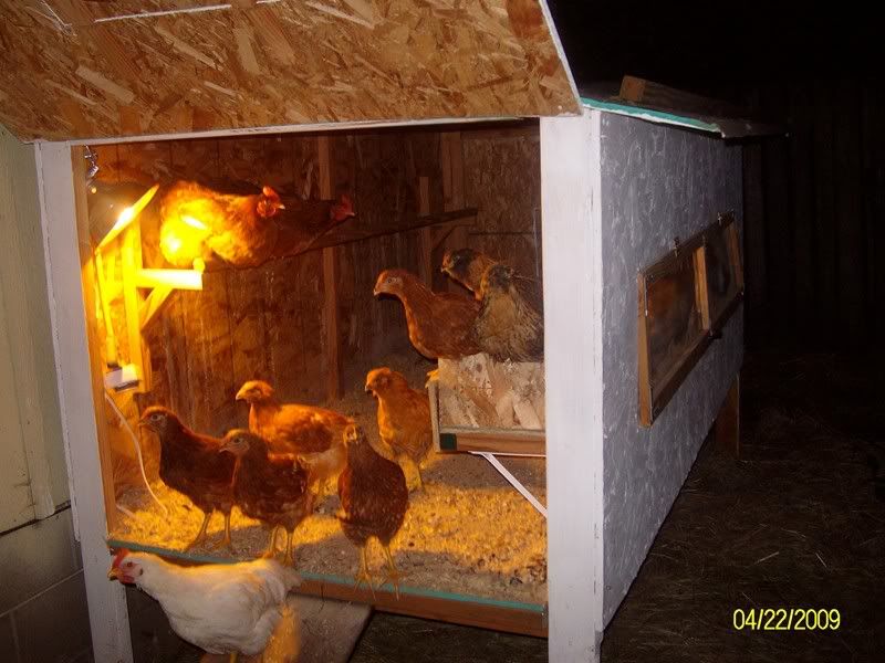 Coop003.jpg