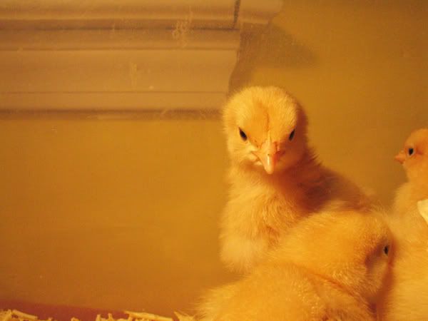 chicks1.jpg