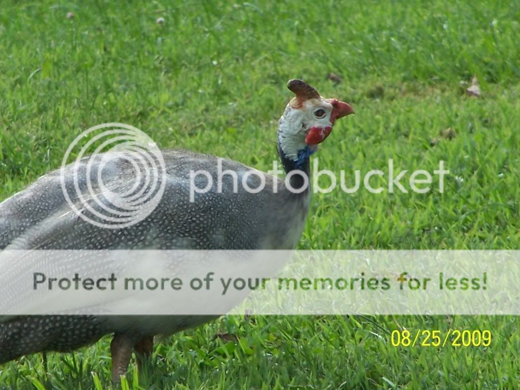 100_6593.jpg