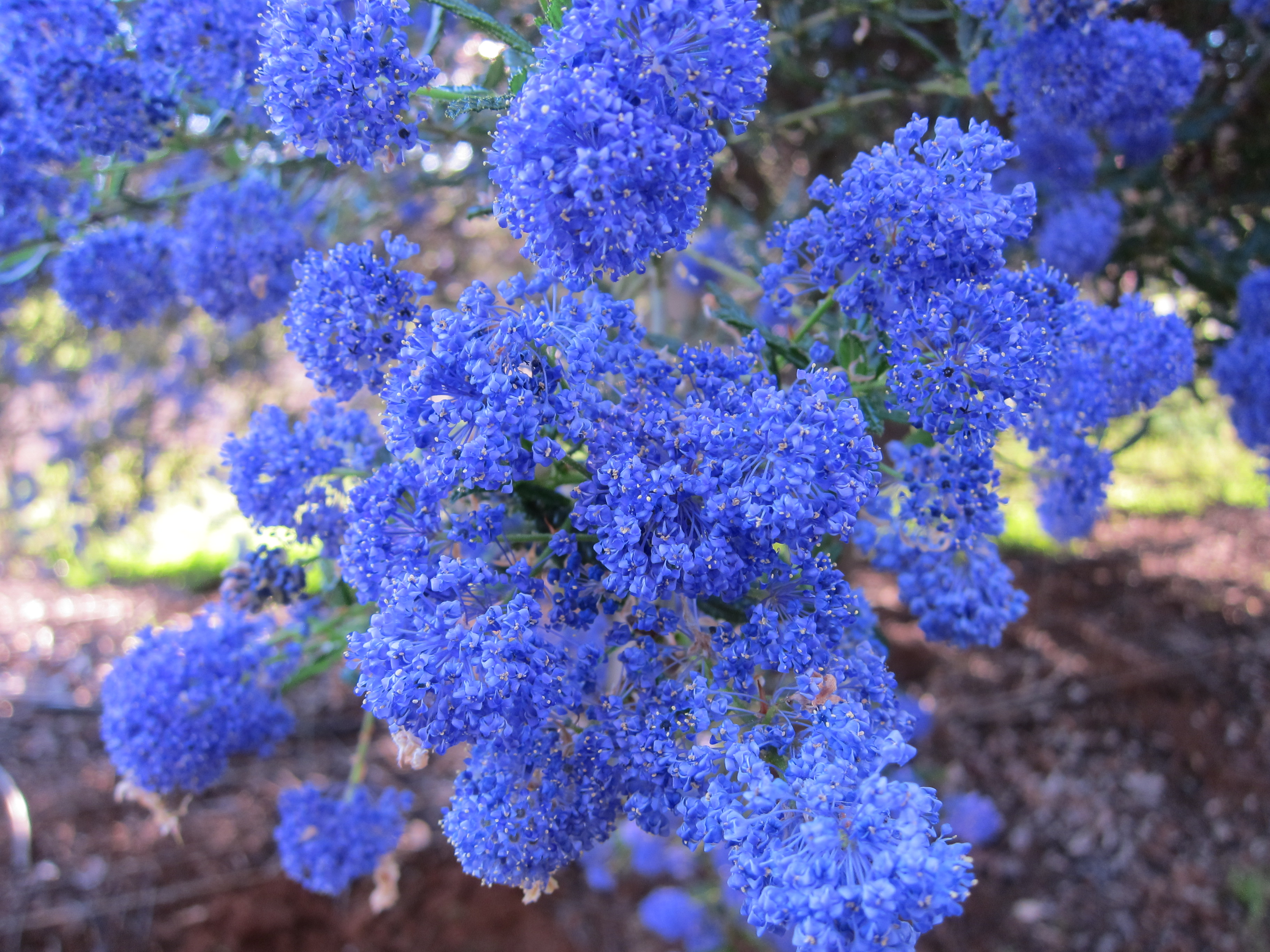 ceanothus1.jpg