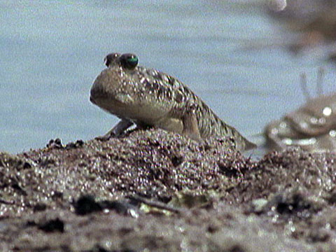 mudskippers_480x360.jpg