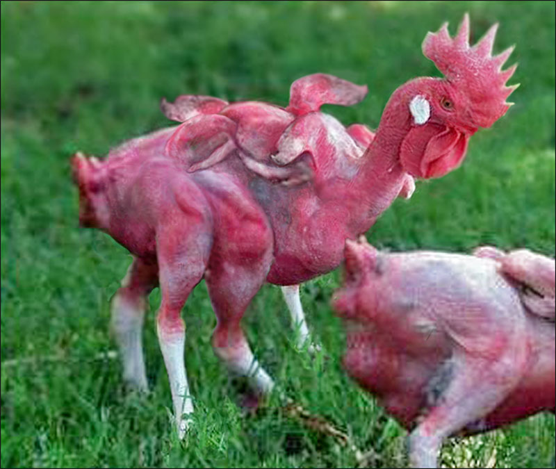 mutant-chicken-final-copy-1.jpg