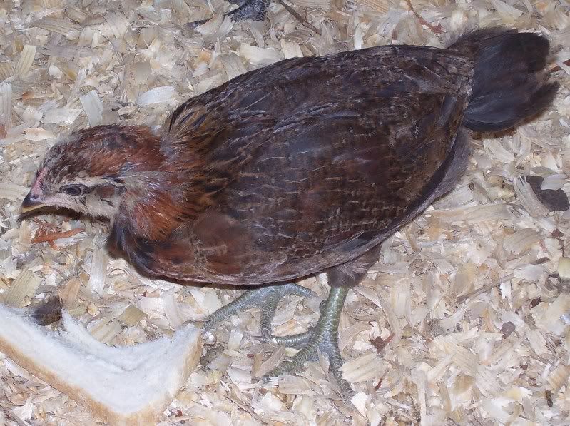 chicks55weeks005.jpg
