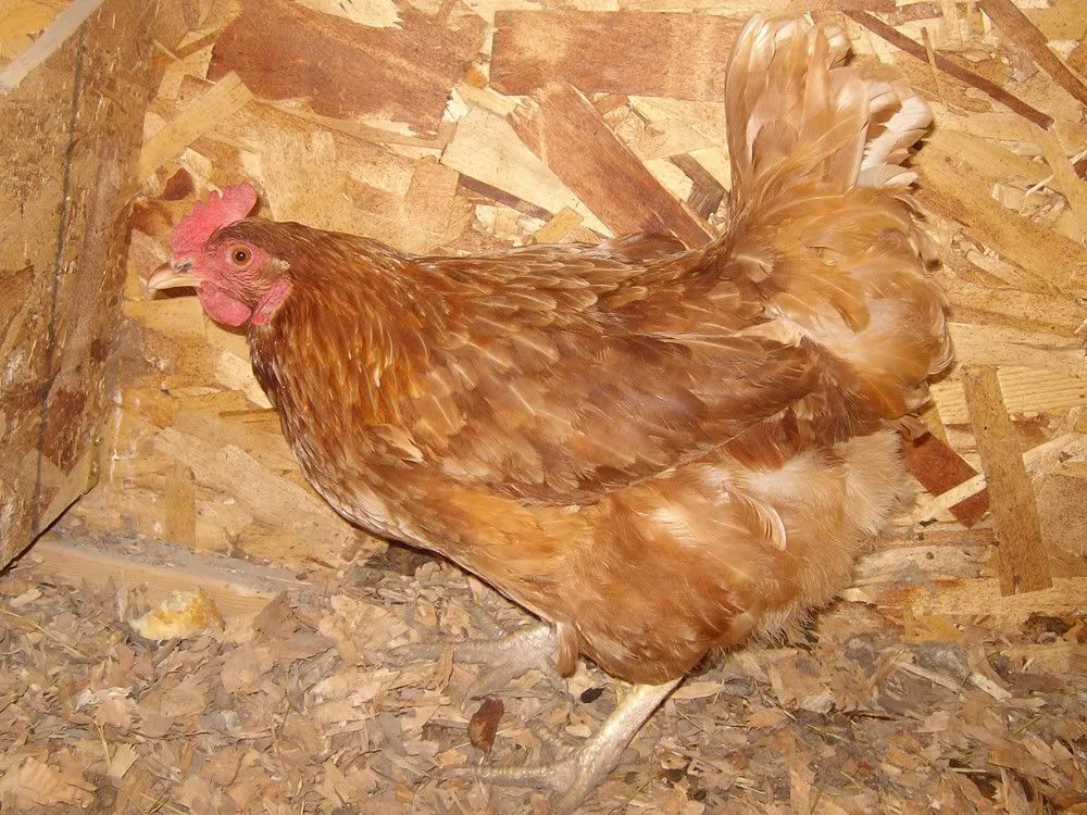 Poultry016.jpg