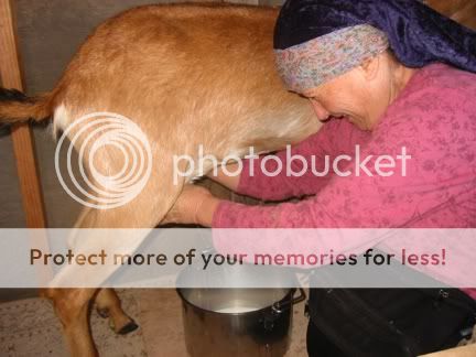 Heidimilkinggoat.jpg