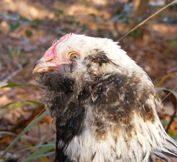 chickens120509018.jpg