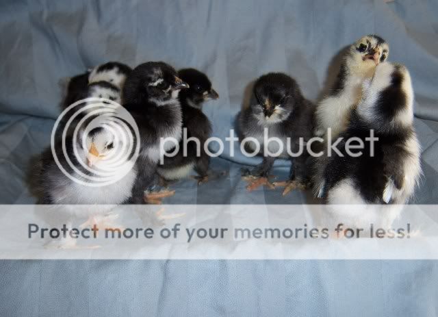 BlackMottledDUccles2.jpg