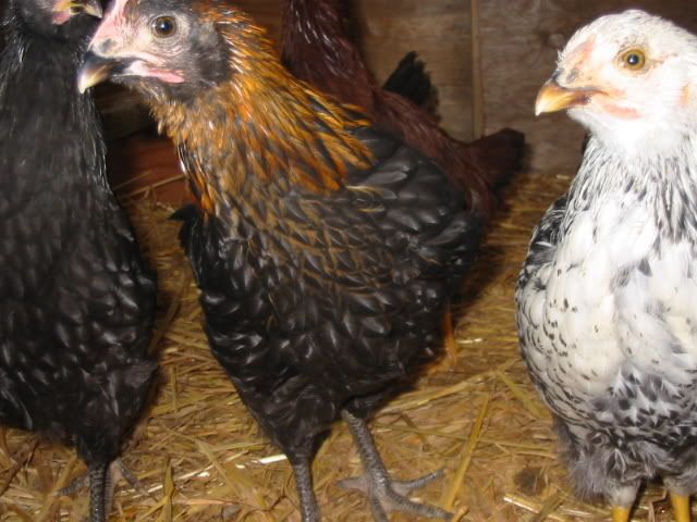 10weekchicks005.jpg