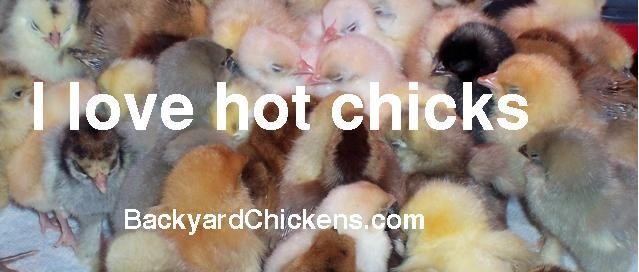 hot_chicks.JPG