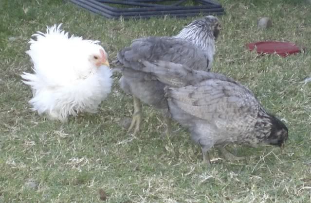 Frizzle001.jpg