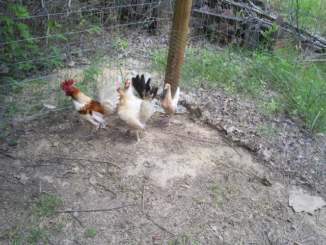 animals119.jpg