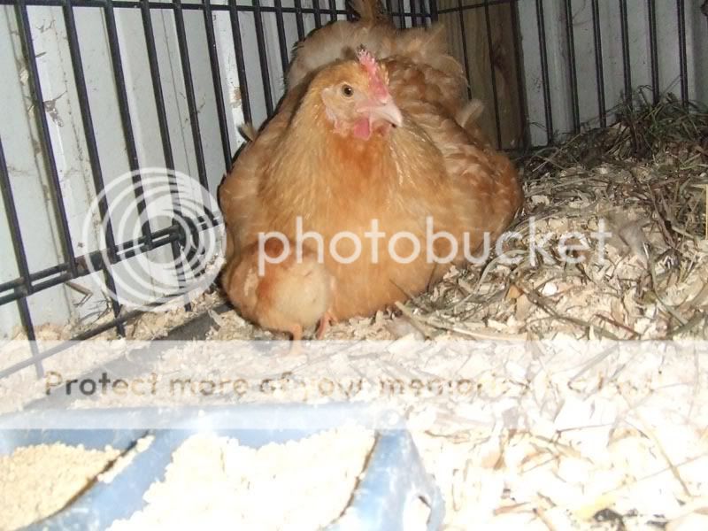 chick5.jpg