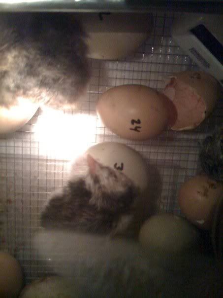 chick2.jpg