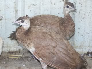 birds153.jpg
