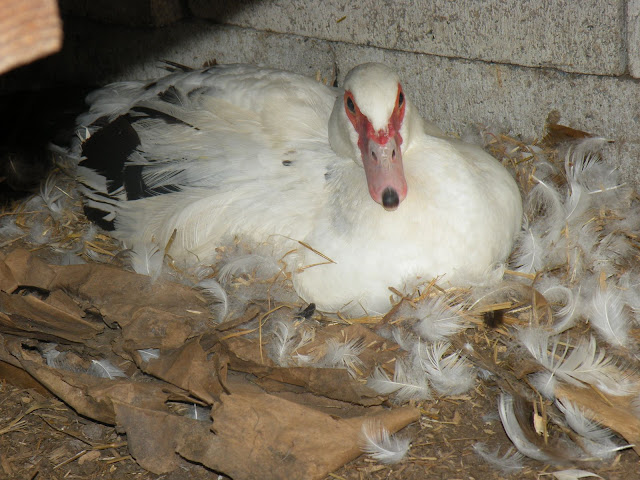 DSCN5170.JPG
