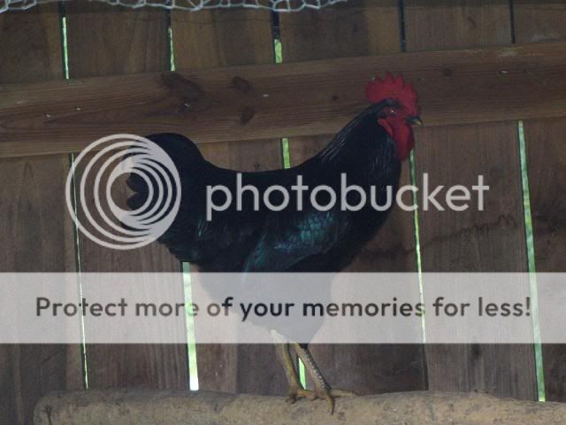 Rooster08.jpg