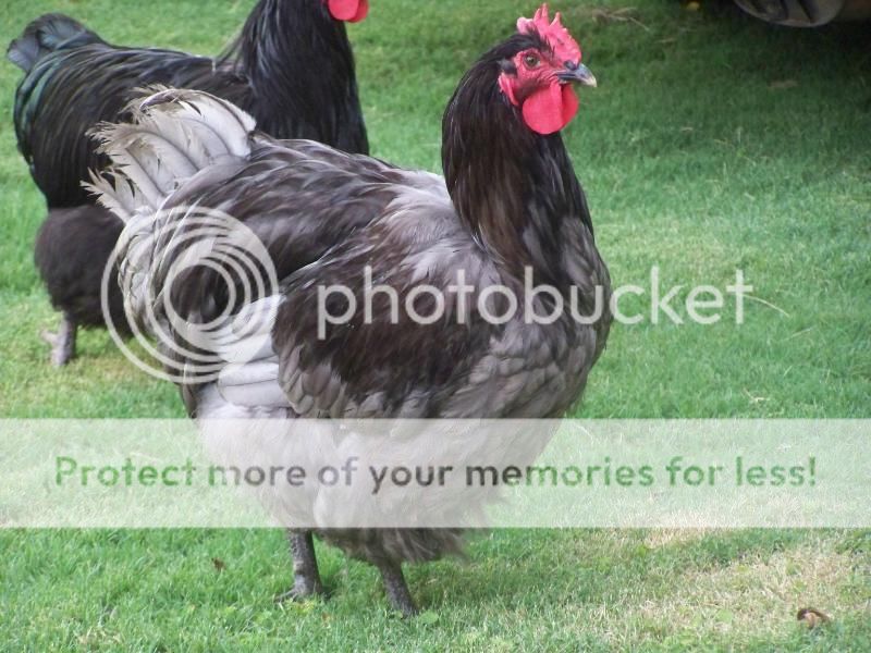 100_9869.jpg