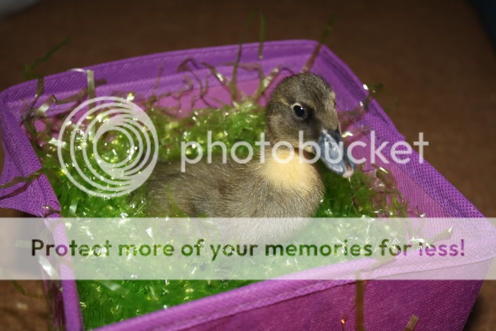easter002.jpg