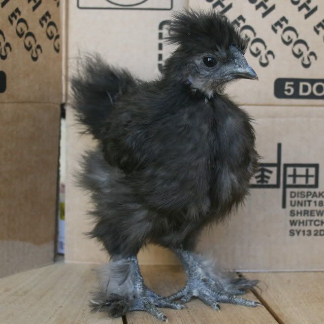 chick3.jpg