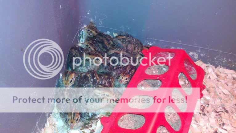photobucket-479-1325918442989.jpg