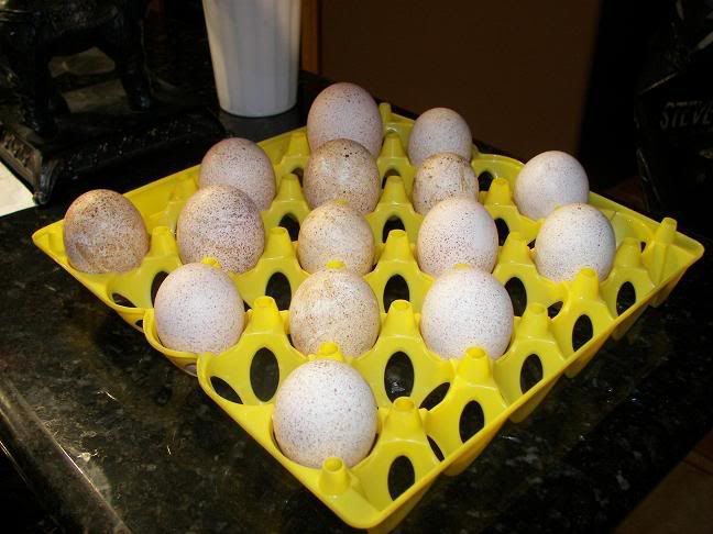 teggs1.jpg