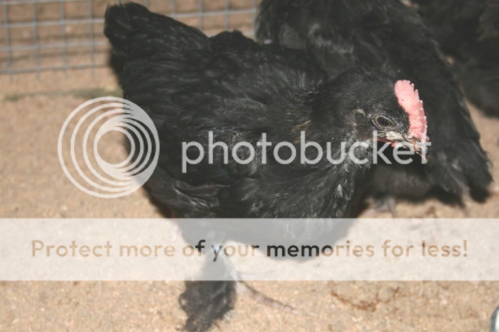 BCM_072709-389_ROO.jpg