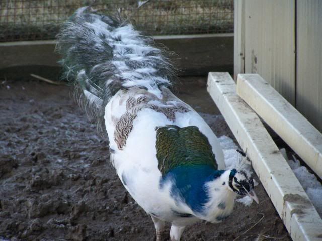 piedpeacock007.jpg