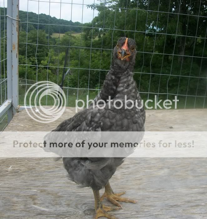 Roscoe.jpg