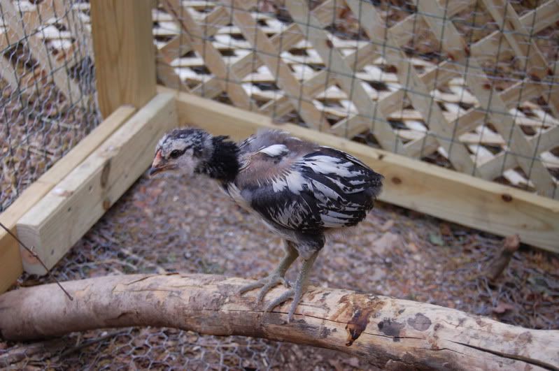 squawk4-23-10020.jpg