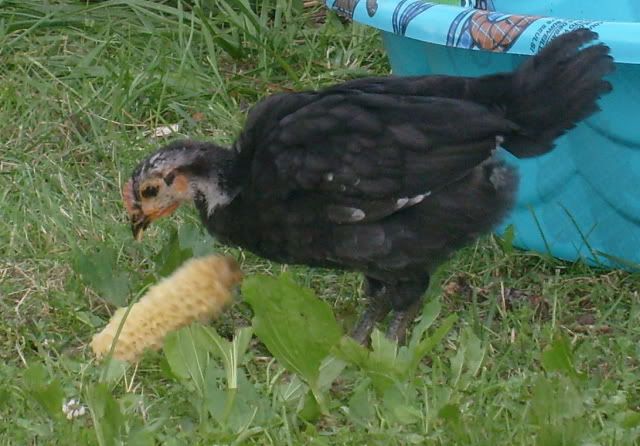 chickenstoday011.jpg