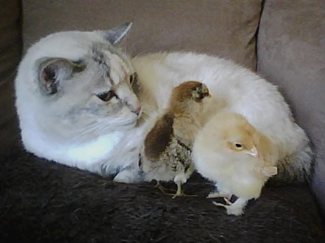 chickie2.jpg