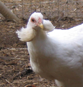 Araucana_hen_showing_ear_tufts.jpg