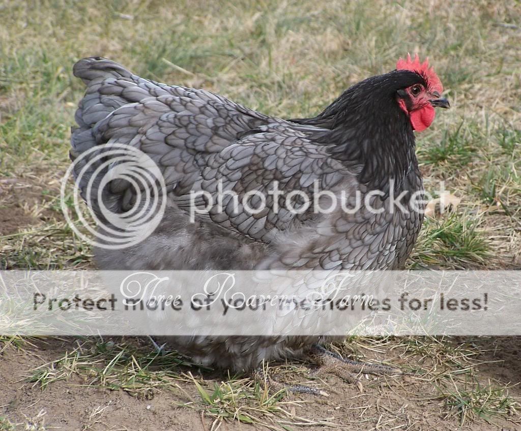 Bluebell01-15-2011-2.jpg