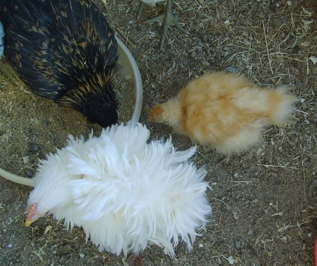 Frizzle017.jpg