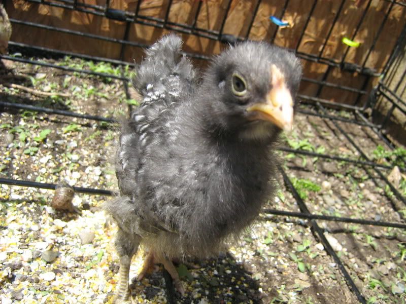 Chicks3Weeks049.jpg