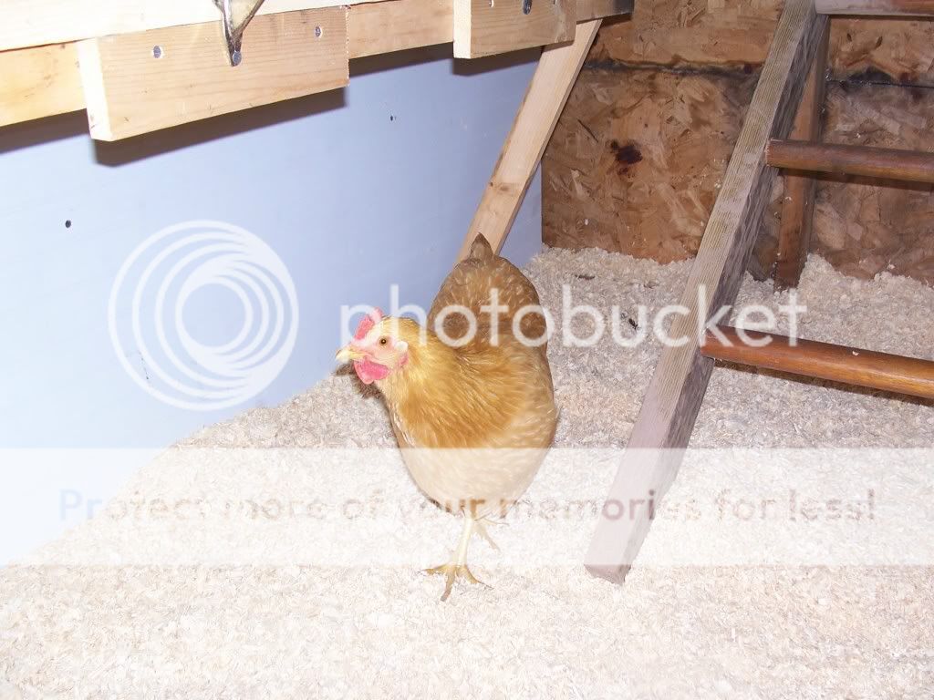 Bufforpington2.jpg