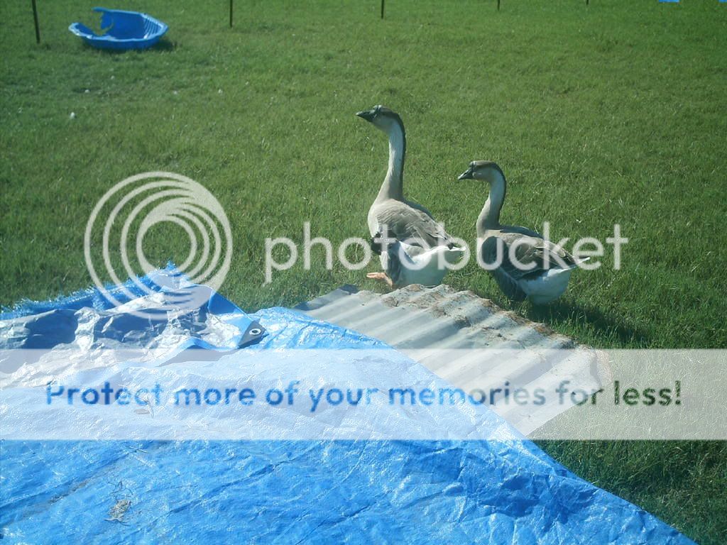geese.jpg