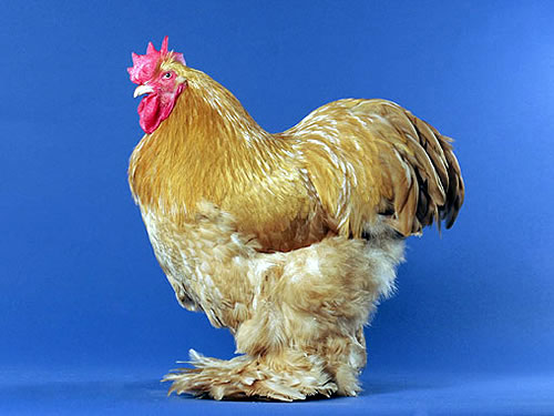 cochin%20chicken.jpg