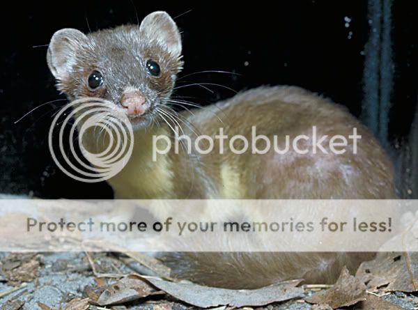 long-tailed_weasel.jpg