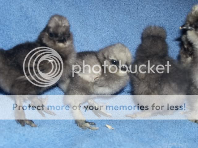 bobbiportochicks008.jpg