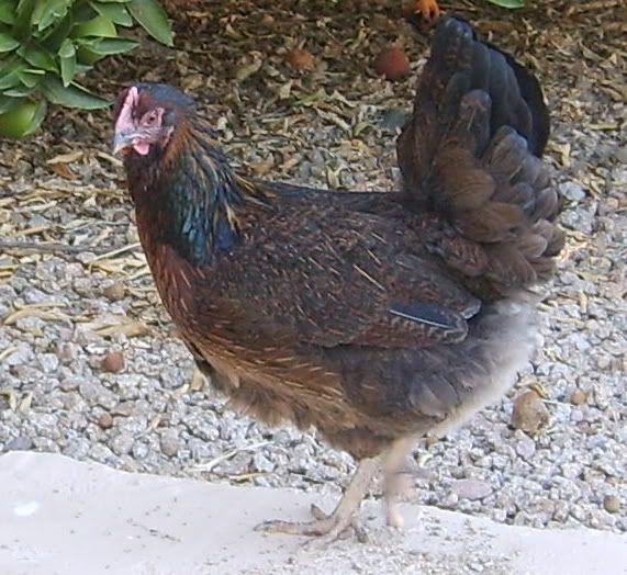 barnevelder009.jpg