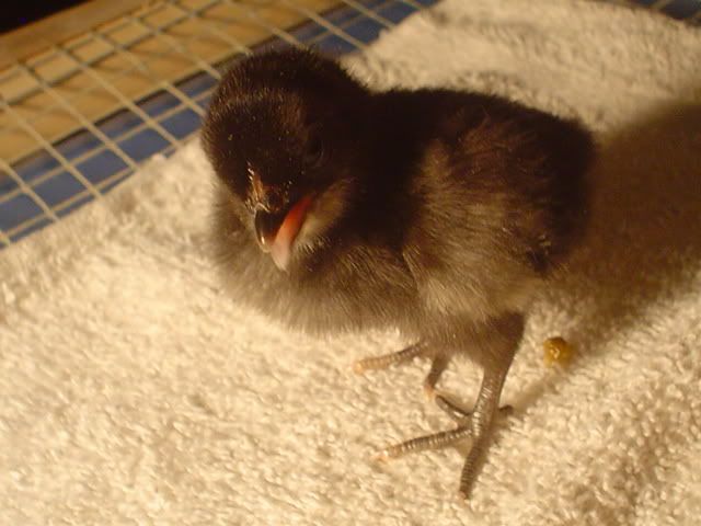 bantams016.jpg