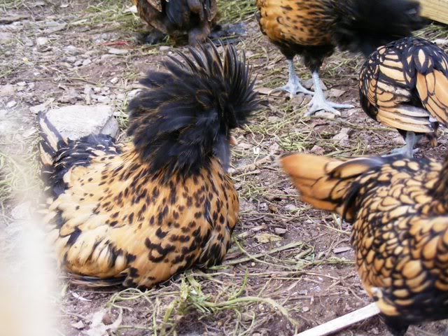 NewfuzzysandBantys025.jpg