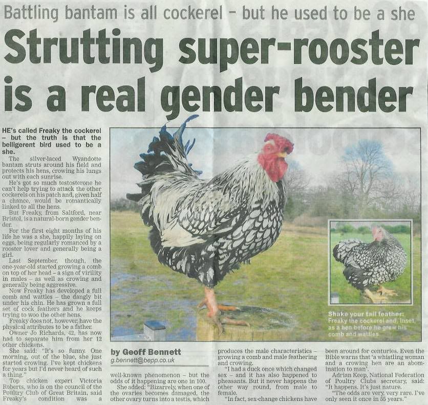 eveningPostChickenSexChange.jpg