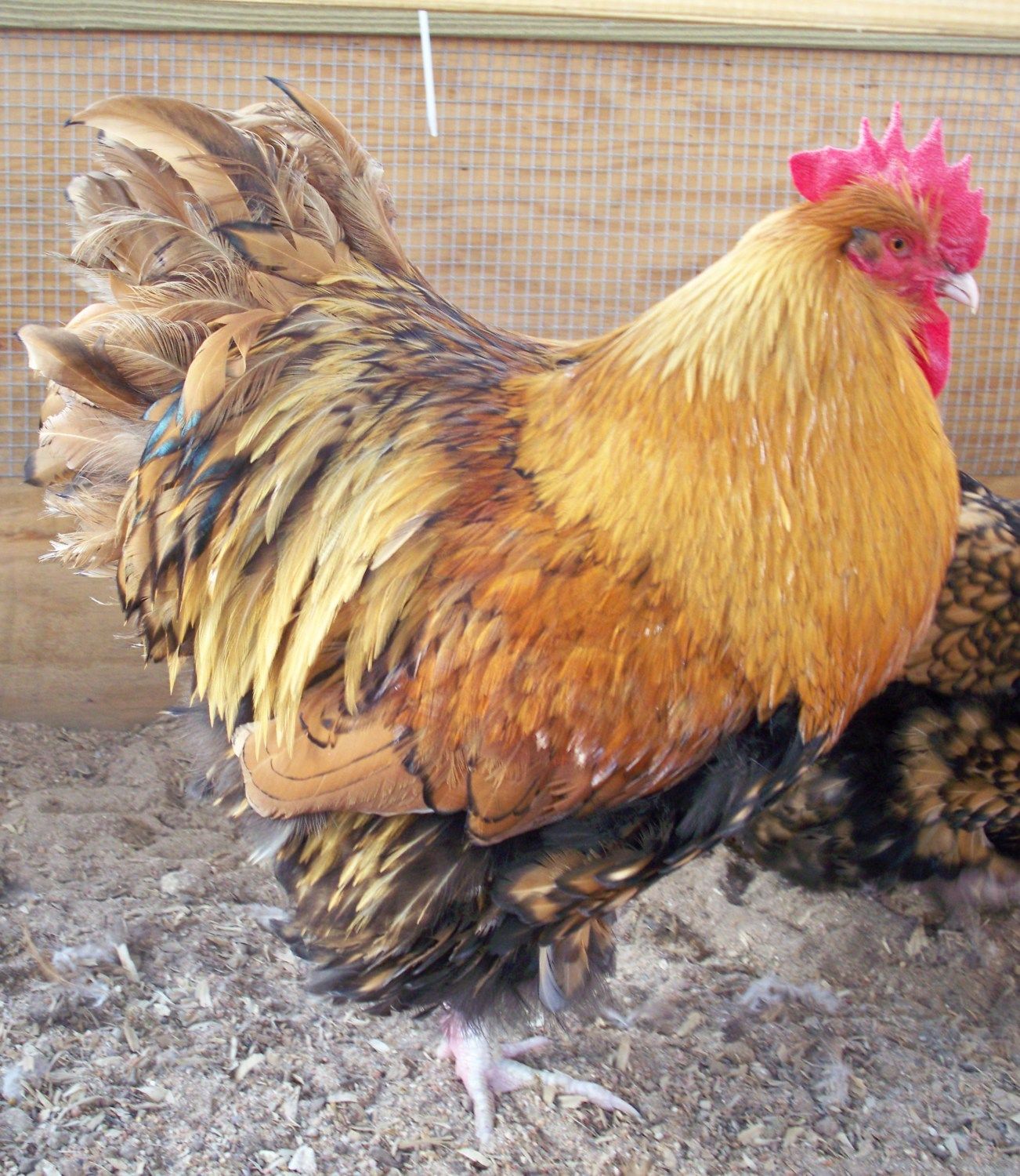 900x900px-LL-b9d94f86_chickenpics012713015.jpeg