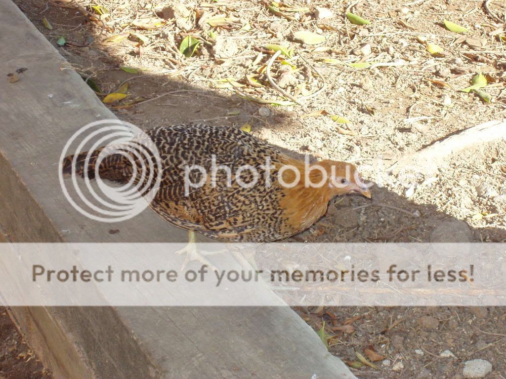 Chickens149.jpg