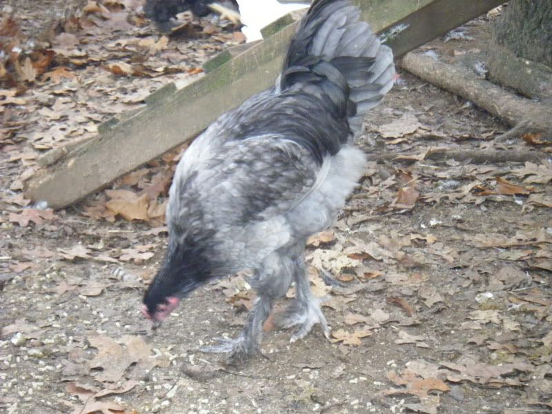DSCF0725.jpg
